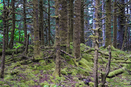 Trees covered in moss of Kodiak, Alaska